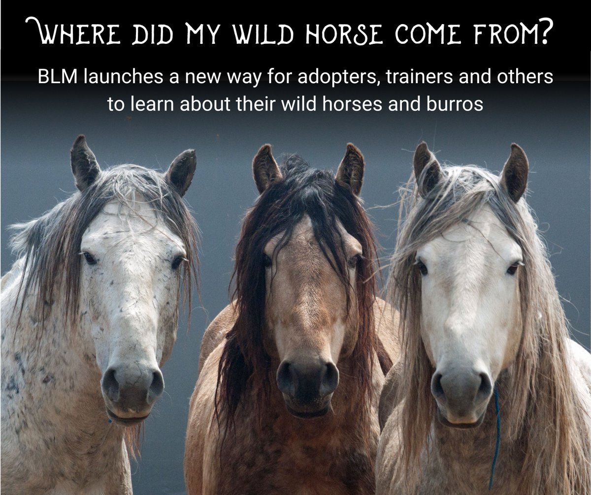 BLM Wild Horse & Burro Program tweet media