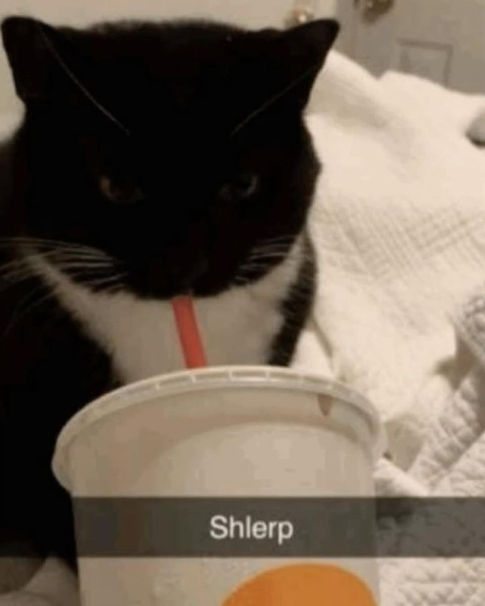 Catsillyness's tweet image. Shlerp