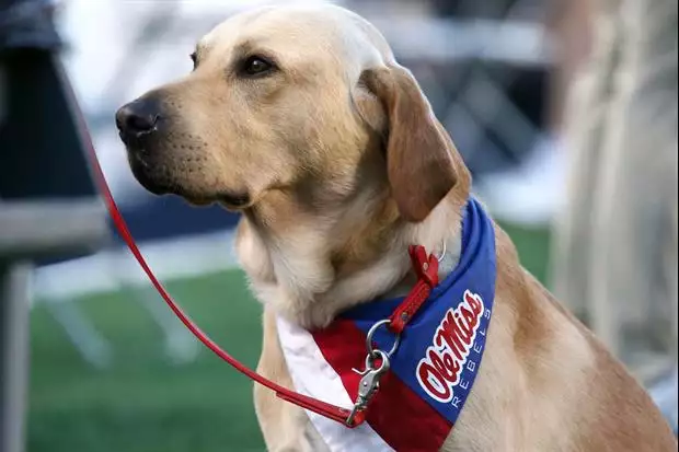 "Our long national nightmare is over."

tigerdroppings.com/lsu-football/j…