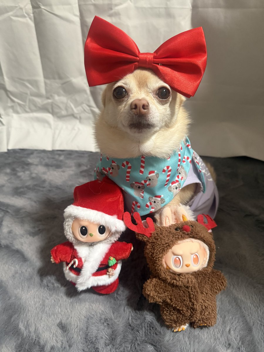 Pomchi_Puppy's tweet image. Here are our Christmas #Labubus and here I am dressed as a Reindeer like Happiness 🐾

#tinkerbellthepomchi #pomchi #tatertotsquad #dogsofx