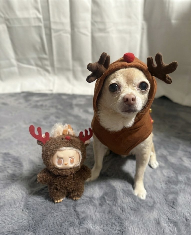 Pomchi_Puppy's tweet image. Here are our Christmas #Labubus and here I am dressed as a Reindeer like Happiness 🐾

#tinkerbellthepomchi #pomchi #tatertotsquad #dogsofx