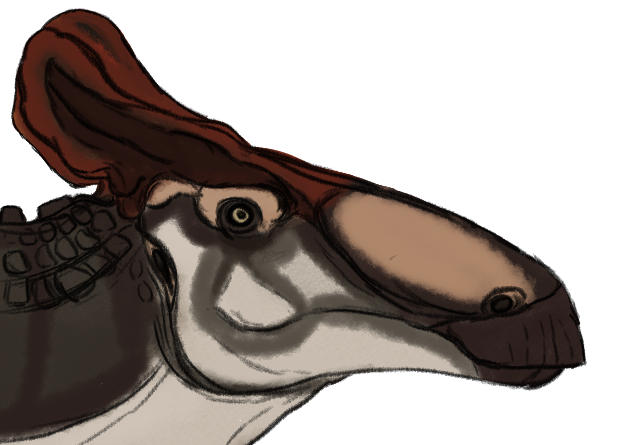 I´m not the best drawing Saurolophines, but, i think this it´s like, the most plausible way for the crest!