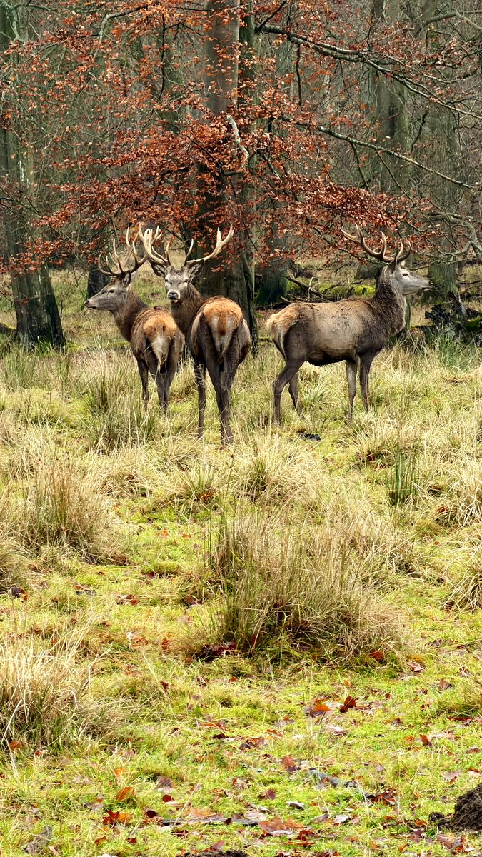 HashanNazmul's tweet photo. Three kings of the forest, standing shoulder to shoulder. A moment Iβll never forget from last Saturday. π¦π¦π¦ #redstag #wildlife https://t.co/PNIR7bFpbR
