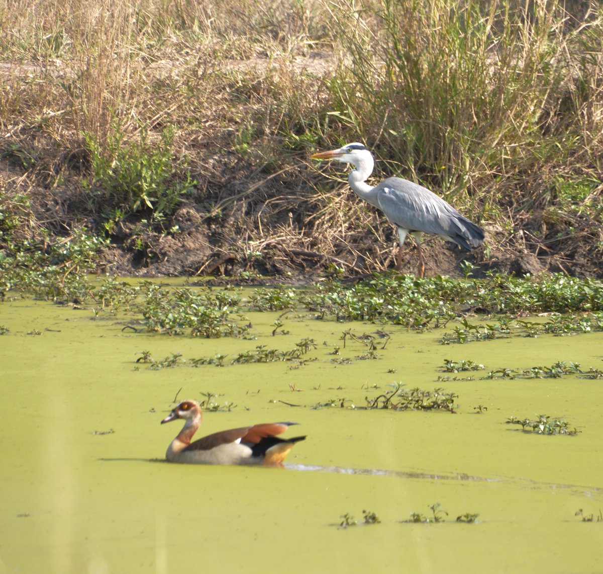 <a href="/DailyPicTheme2/">Daily Picture Theme</a> Egyptian #Goose and a Grey Heron in algae covered water.  South Africa