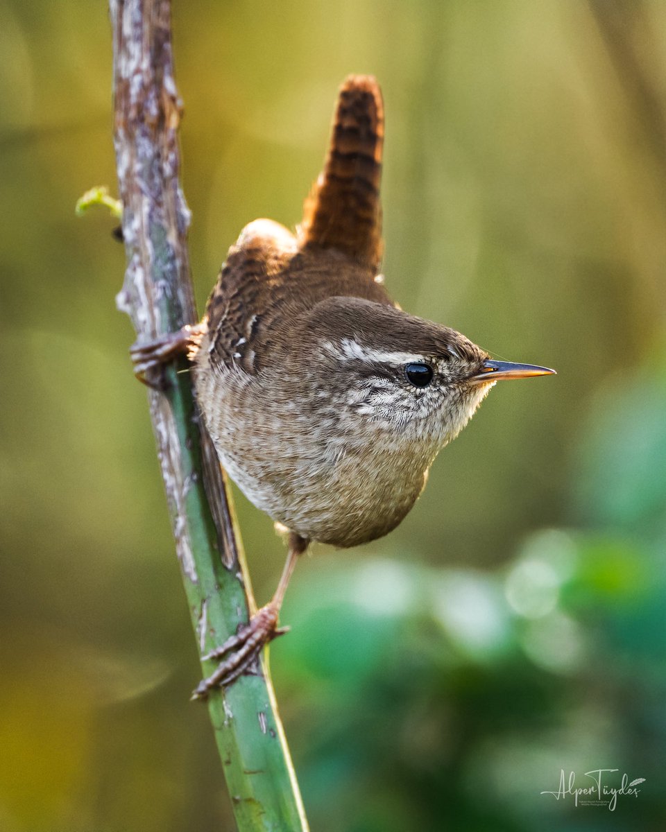 Çıtkuşu
Karacabey Longozu
Kasım 2025
#DoğayaKanatAçtık