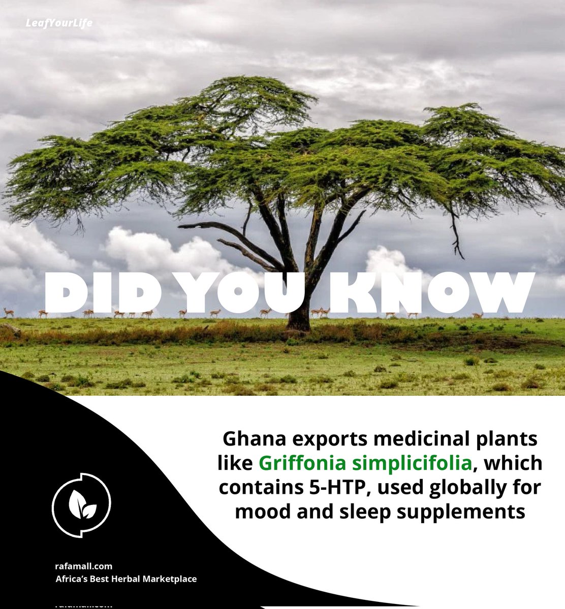 rafamall's tweet photo. “Did you know Ghana’s own Griffonia simplicifolia is one of the world’s richest natural sources of 5-HTP, the mood-supporting compound? 🌱✨
A powerful herb — but one that needs expert guidance.”
#medicinalplants #griffonia #herbs #5htp https://t.co/aVuZtZZukN