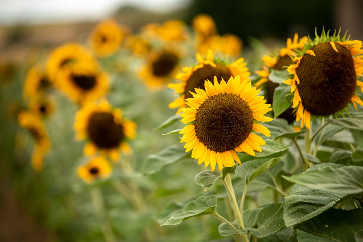 EU-News bei RTF3:  Wie kann sich Europa besser auf den Klimawandel vorbereiten? dlvr.it/TPcSP4