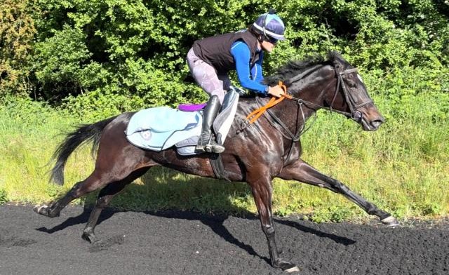 Ownaracehorse's tweet photo. As well as offering small shares, we also offer limited opportunities to have a bigger share in all our horses via a lease option or proprietorial shares.  These are strictly limited in number Details of the options are can be found here: https://t.co/nzdT9UTZfZ https://t.co/aUKpUyl7tt