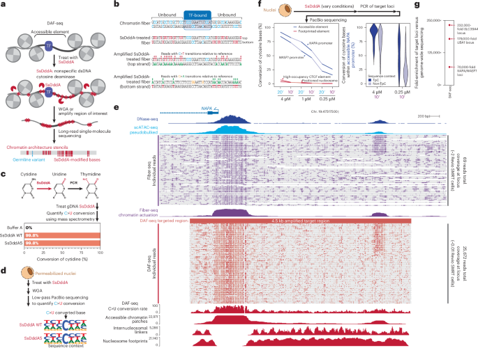 NatureBiotech's tweet photo. Mapping single-cell diploid chromatin fiber architectures using DAF-seq https://t.co/tC7VBBhyY7 https://t.co/M97Wq7tzCe