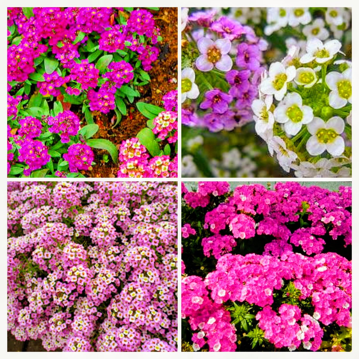 🍒✨のん✨🍒のんちゃん❤︎ポスト📮見てね🍀 (@auUuF4SrC9SuGMY