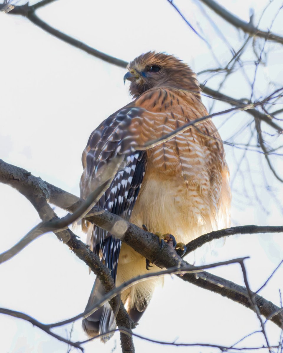 CarenJahre's tweet image. Red-shouldered Hawk high over the bridle path south of the Reservoir this morning. #birdcpp #BirdsSeenin2025 #birdphotography #birdwatching