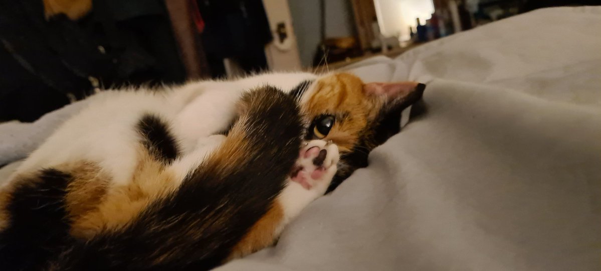 <a href="/biancosayshello/">Bianco 🤍</a> Willow will join you!