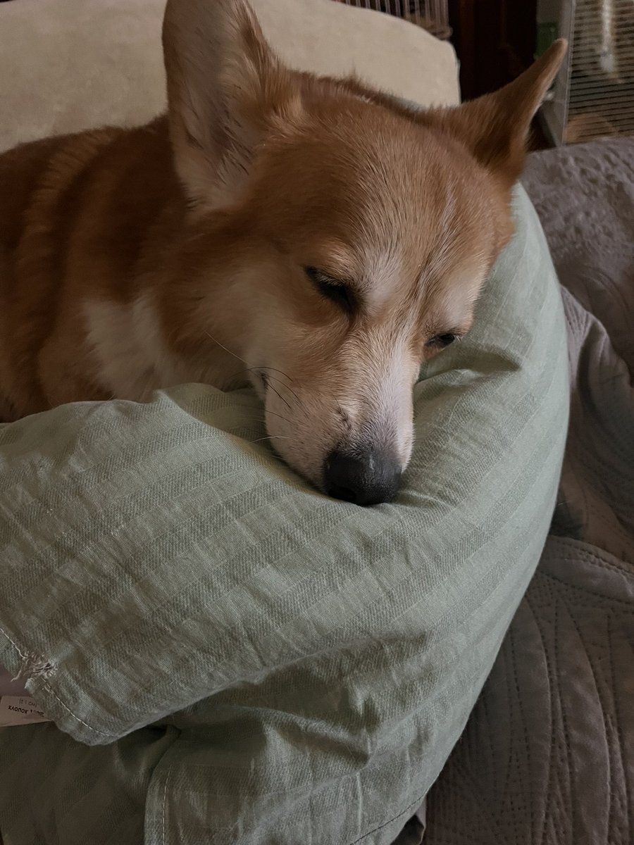 Добрый вечер! Снова собираю деньги на Криса. Онколог назначила лучевую терапию,тк есть риск разрастания опухоли по границе среза. Заключение лучевого терапевта прилагаю. Нужно 10 сеансов по 14690 руб каждый. делать нужно курсом. Если кто-то хочет помочь - 5536914035056096 Ольга А