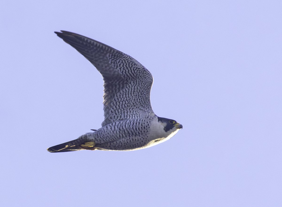 Sean Nixon tweet media