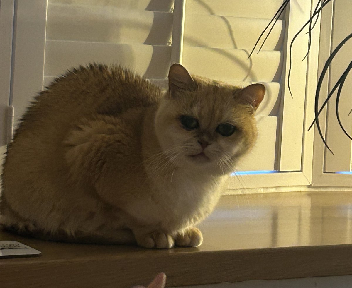 mimybug's tweet image. whart.