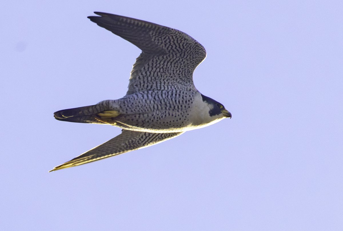 Sean Nixon tweet media