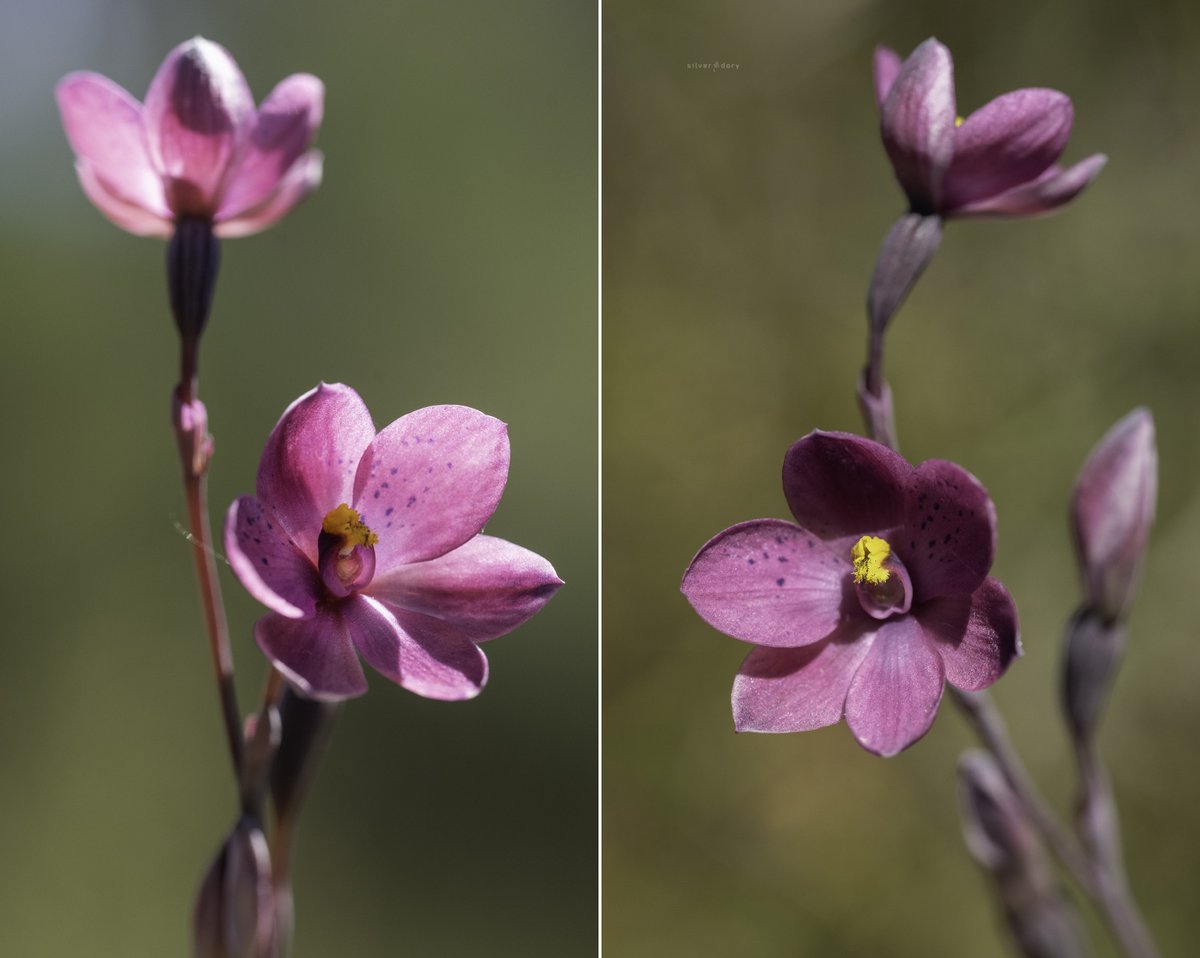 Silver Dory tweet media