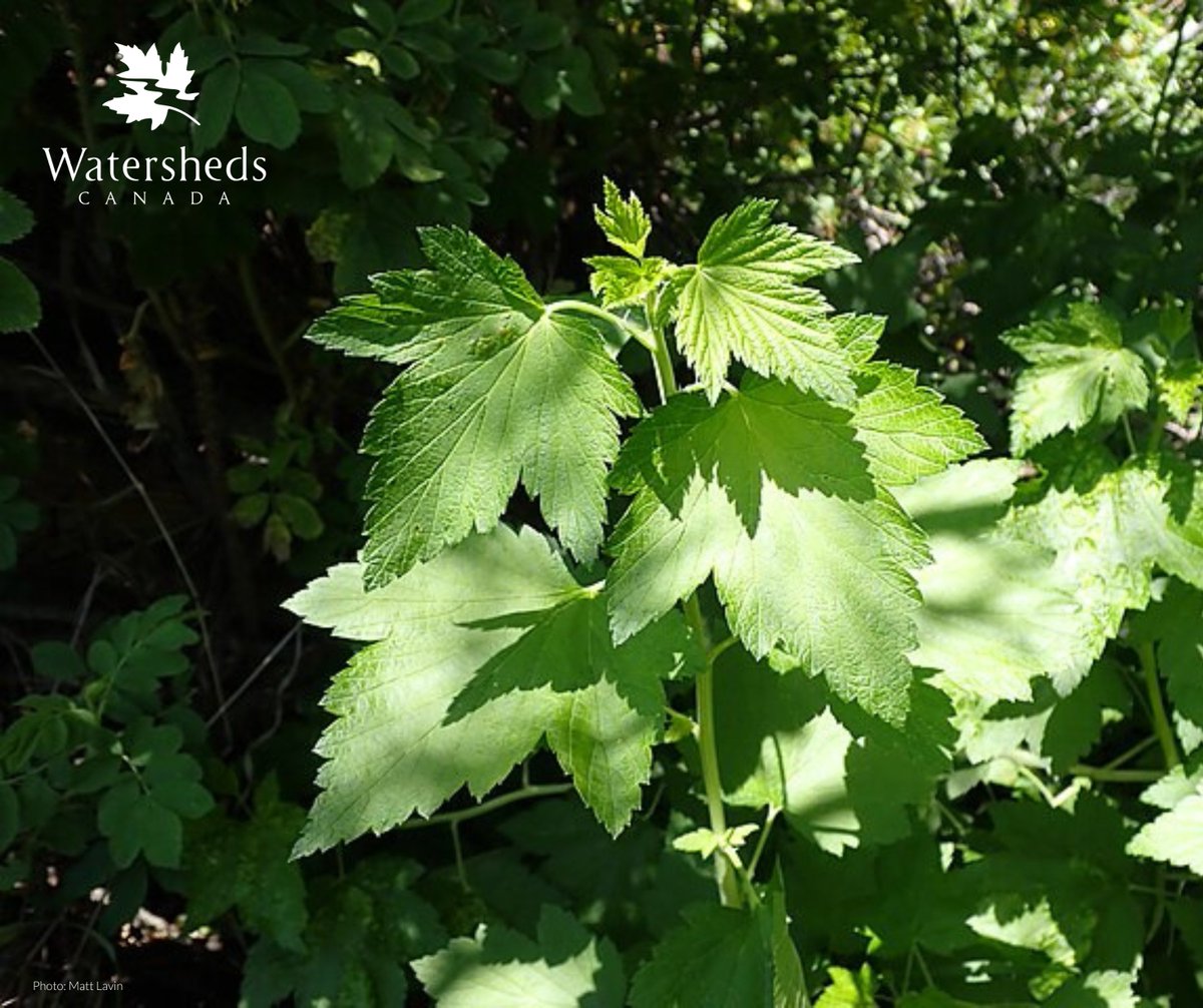 Species Spotlight: Wild Black Current (Ribes americanum)

Wild Black Currant is a species of shrub that typically grows 1-2m in height. It is a member of the Gooseberry family, and so produces small, edible, black berries.

It has bell-shaped flower clusters that are white to
