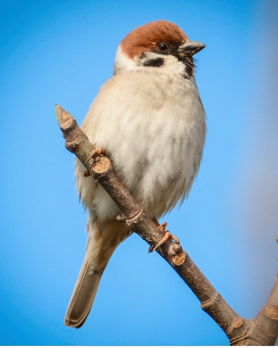 Türk edebiyatının en iyi iltifatlarından birini ÜLKÜ TAMER söylemiştir Diyor ki;

Denizi üç günde geçen serçenin, bir Seher vakti soluk soluğa tünediği dalda şenlik gibisin