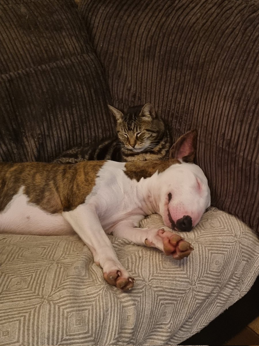 Fairytinx 🧚‍♀️ tweet media