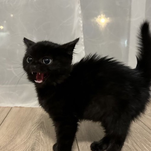 chromebitch_'s tweet image. 😨