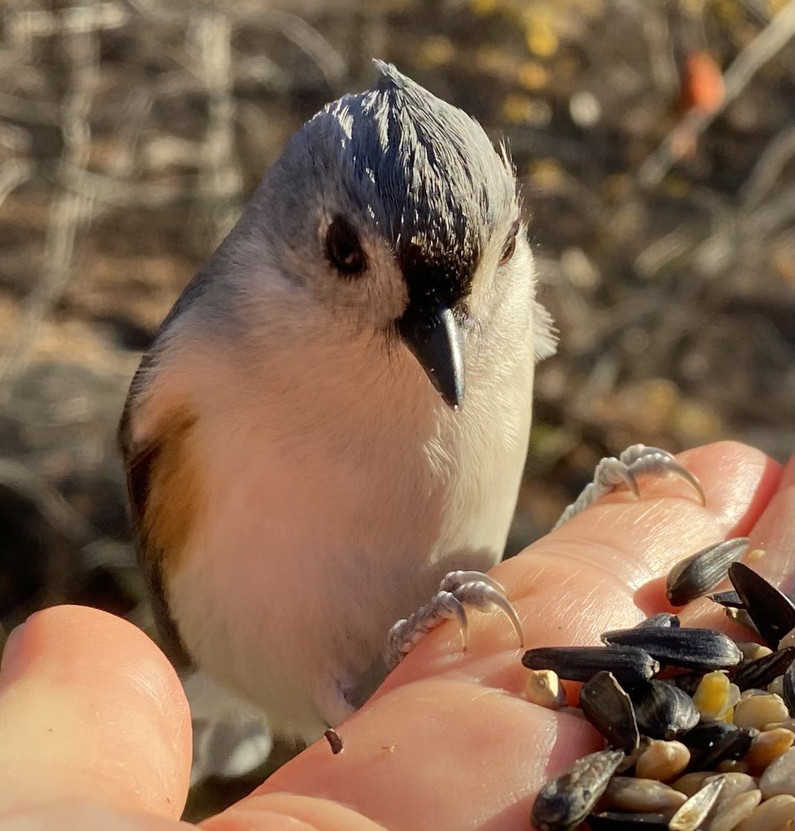 theaterlover1's tweet image. Titmouse of the day Wednesday in @CentralParkNYC #BirdTwitter #BirdsSeenIn2025  #birdcpp