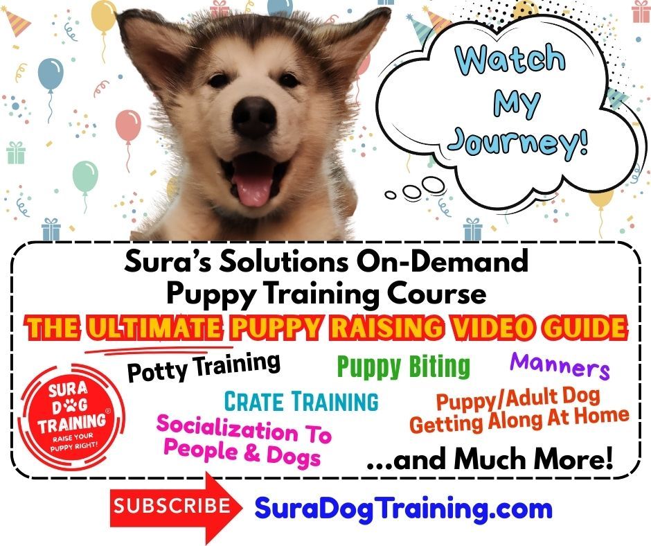 Sura Dog Training tweet media