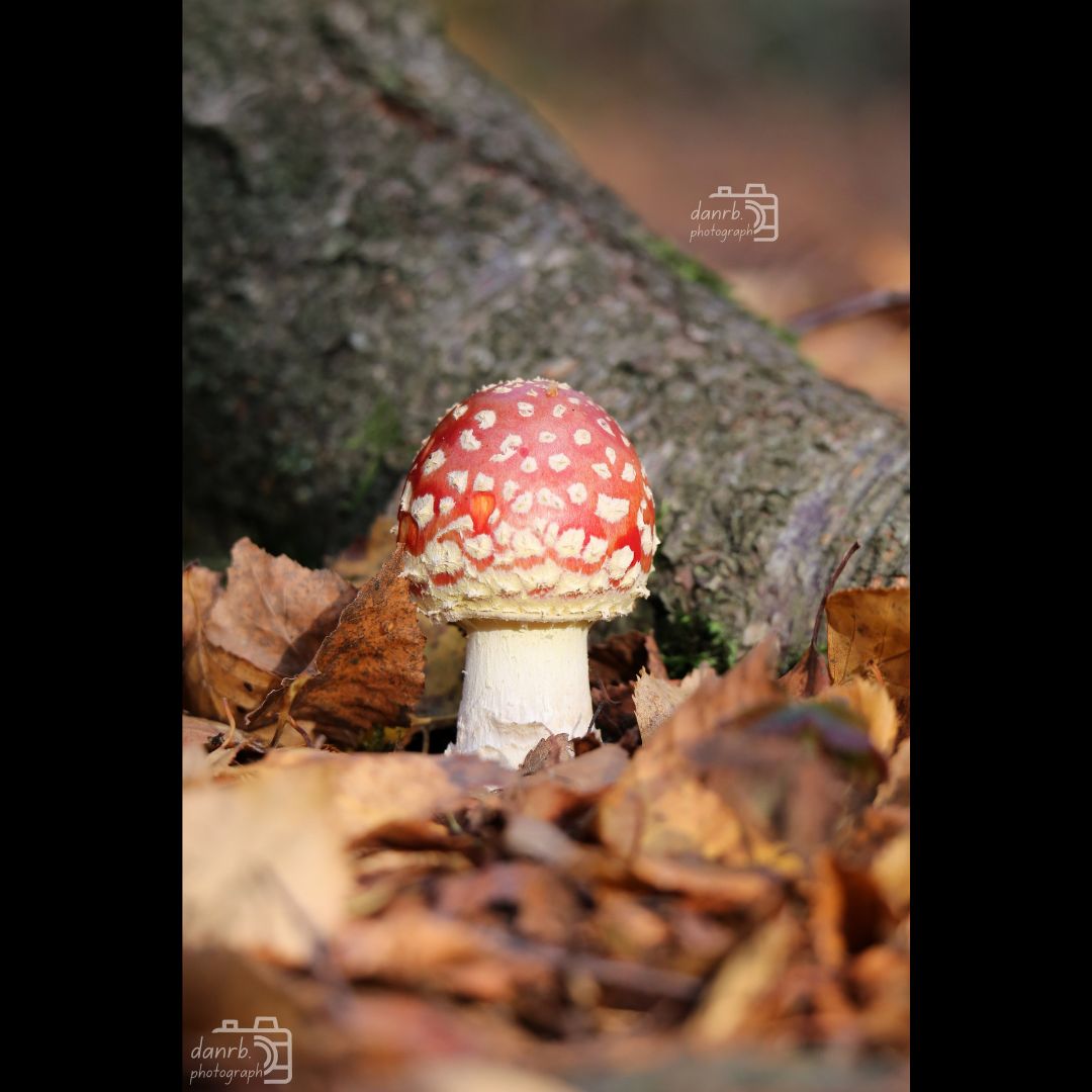 danrbphot0graph's tweet photo. Fly Agaric Mushroom!
#photo #photography #outdoors #autumn #autumn2025 #fall #fall2025 #leaves #autumnleaves #orangeleaves #tree #trees #autumntree #autumntrees #fungus #fungi #mushroom #mushrooms #flyagaric #flyagaricmushroom https://t.co/N5vzN0xSZW