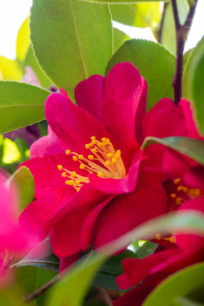 12月４日(木)

おはようございます

1982年日本公開にちなみ
本日はE.T.の日です

スピルバーグは
人からの助言を受けいれて
E.T.を制作したそうですよ
どんなに情勢がよくても
助言を受け入れられる
そんな人間でありたいですね

どうぞ𝐇𝐚𝐩𝐩𝐲な１日を

誕生花は“山茶花”
花言葉は“愛嬌”

#ETの日