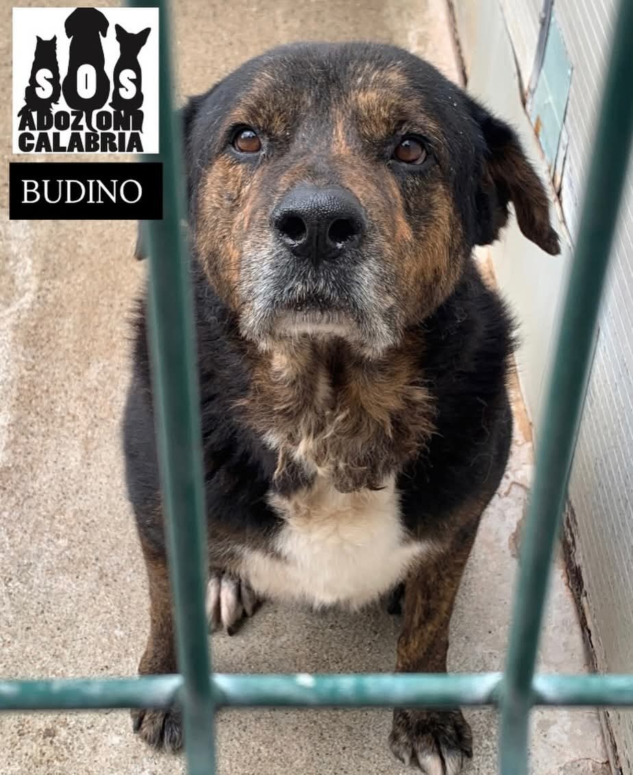 CHE TRISTEZZA VEDERLO INVECCHIARE IN BOX 😞
Che tristezza infinita… il suo musone sempre più bianco e i suoi occhi sempre più spenti…
BUDINO è un canone formato XL dal cuore di panna!
Socievole, coccolone e gentile nonostante i suoi 60kg.
Sa andare al guinzaglio, va d’accordo