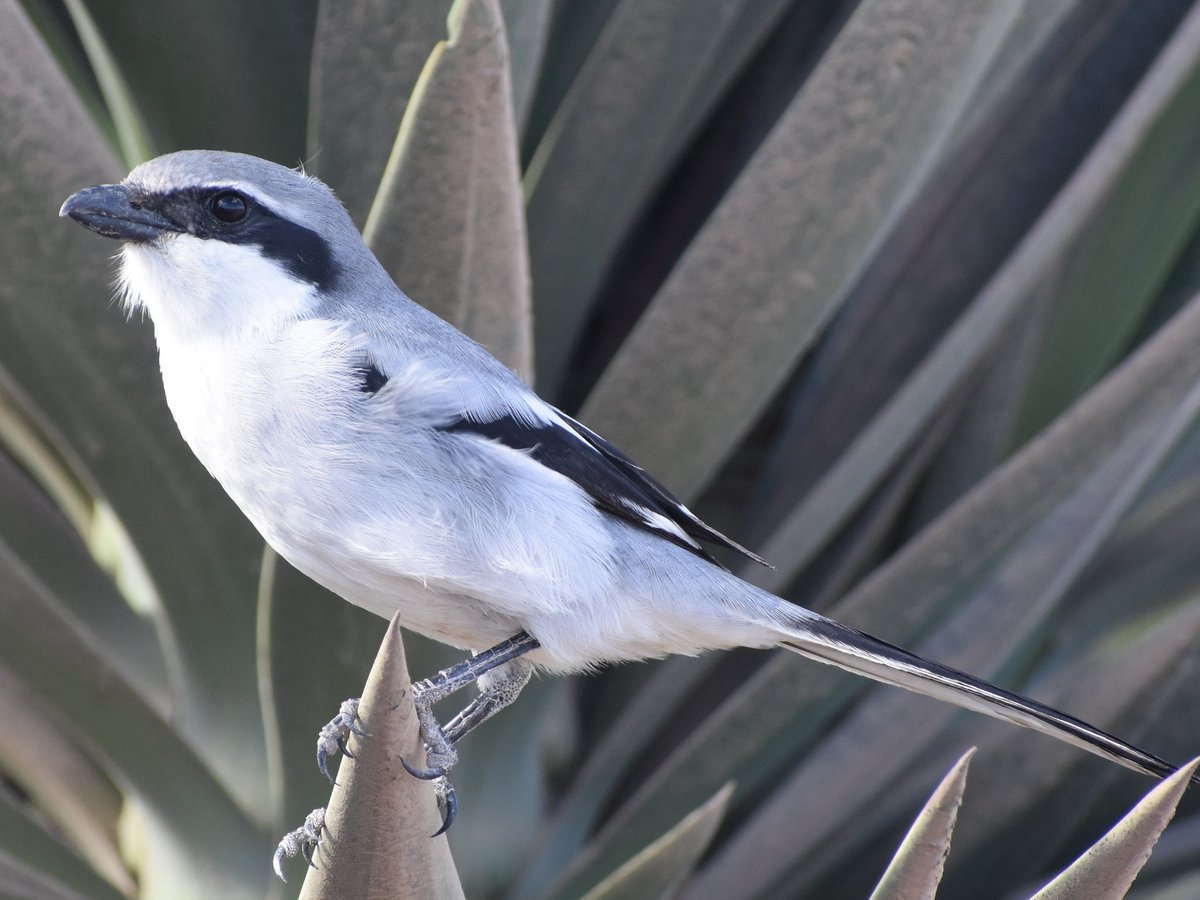 RobinsonBirding's tweet photo. My main target bird on Fuerteventura was Southern Grey Shrike.A short walk in the heat of the Morning checking some suitable habitat i soon found this absolute cracker!

Point blank walk away views!

GREAT GREY SHRIKE Lanius excubitor koenigi

Fuerteventura, Canaries 
12.11.25 https://t.co/EQpmG25t8U