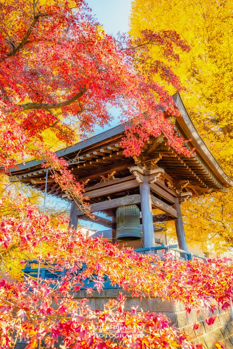 埼玉県志木市宝幢寺の紅葉と銀杏のコラボレーション