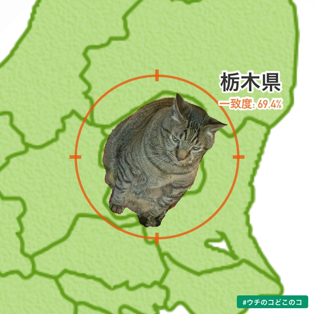 5_utopia's tweet photo. ウチのコがぴったりハマるのは…栃木県！
#ウチのコどこのコ

wwww移動する時おもろ過ぎるww https://t.co/pQ2cWSgSpB