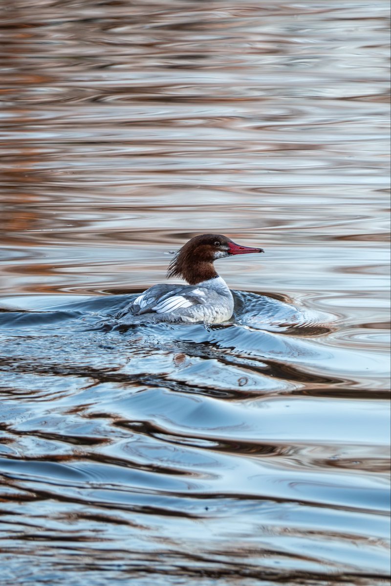 JamisonJPhoto's tweet image. Can you name this duck for me? 🦆 Shot on the Fuji XH2, XF 150-600mm

#birdcpp #birding #wildlifephotography