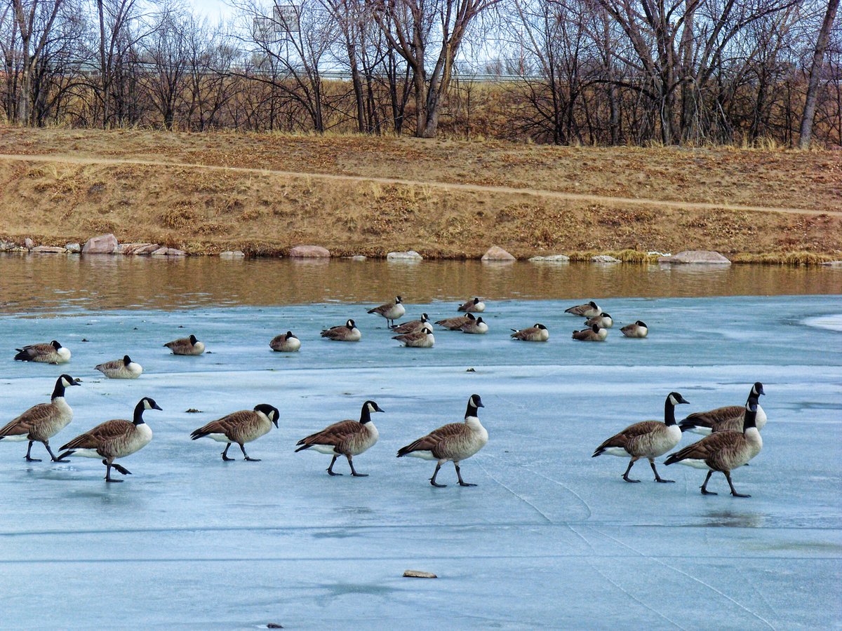 <a href="/DailyPicTheme2/">Daily Picture Theme</a> #DailyPictureTheme #goose  

Canada geese used to migrate through #Colorado but many of them are now year round residents.