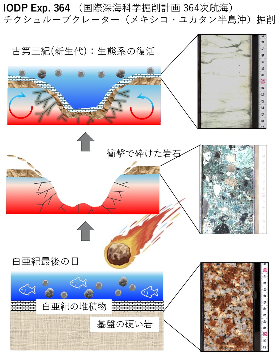 謎の化石(リツイテスと思われる) There it is! A mysterious