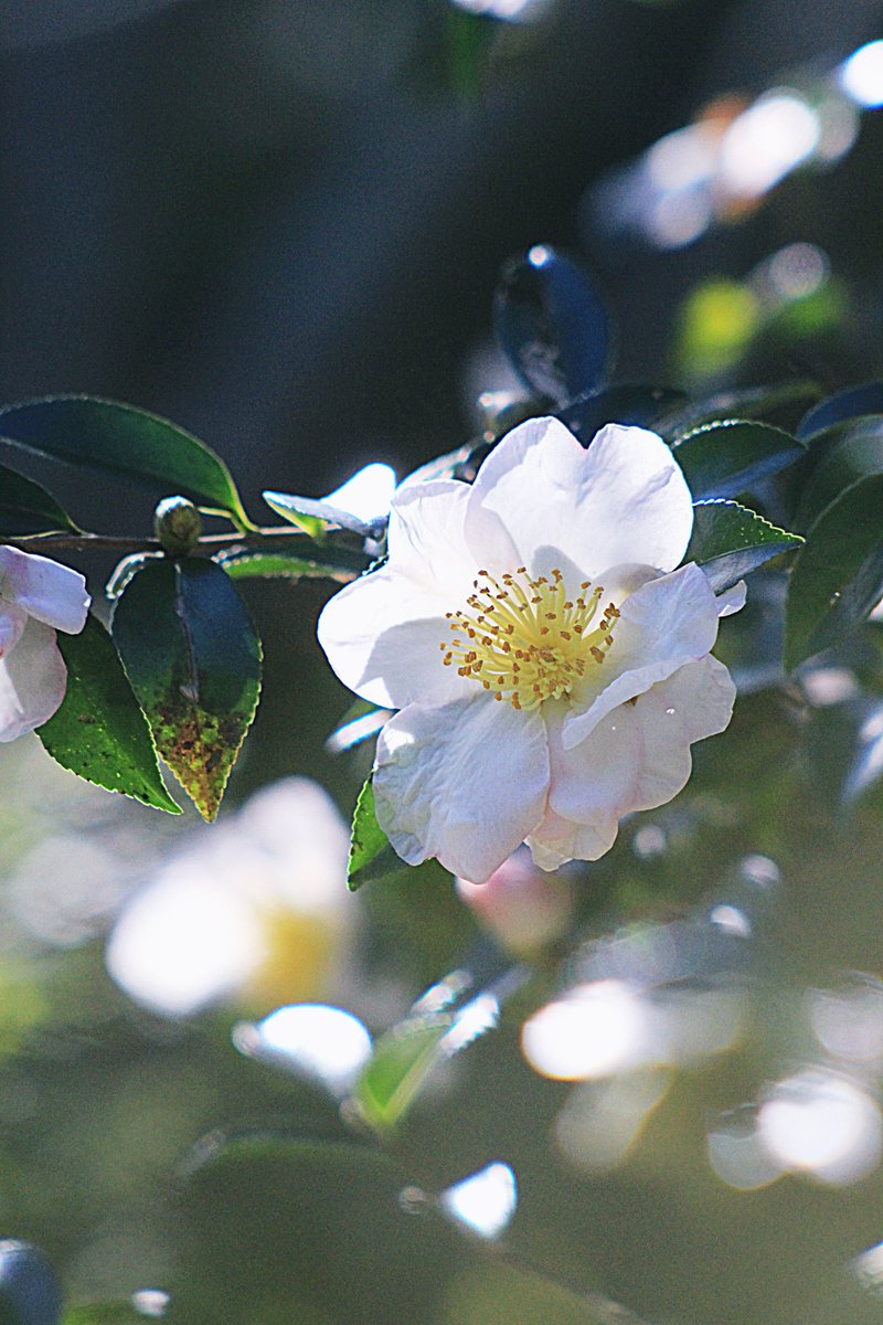 Z5v8SqSYBCMPCzn's tweet image. 🍀おはようございます
木曜びぃ〜すた〜と🍀
冷えますねぇ…
💕今日もどうぞお気を付けて〜行ってらっしゃ〜いですよん
(⁠*⁠˘⁠︶⁠˘⁠*⁠)⁠.⁠｡⁠*⁠💛💙
#想いを貴方へ
#山茶花
✌️ﾏﾀﾈ~💕