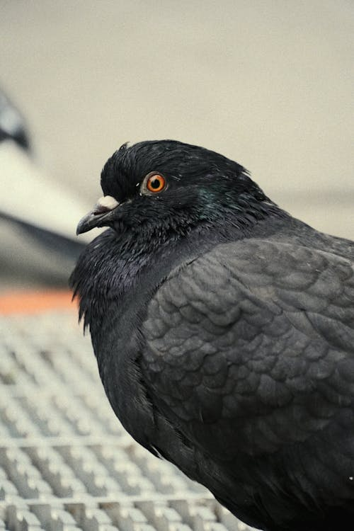 adeus pintainho olá pombo 
#sstvi