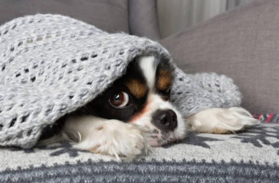 #DidYouKnow? Homes with pets have a higher risk &amp; frequency of dryer vent clogs due to the accumulation of pet hair!
#hireapro #hireanexpert #dryerventcleaning #protectyourhome #protectyourproperty #neighborly #itswhatwedo #itsallwedo