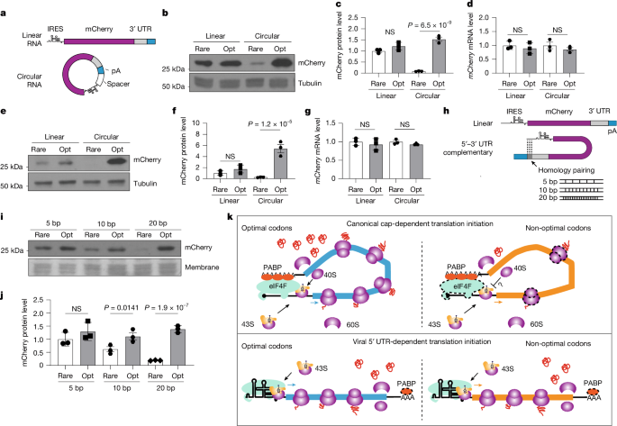 LabWaggoner's tweet photo. mRNA circularization is crucial for initiating codon-usage-dependent translation, whereas viral RNAs bypass this mechanism by blocking circularization, allowing efficient translation despite poor codon usage @Nature @UTSWMedCenter #LiuLab
https://t.co/Eo2MezdpJC https://t.co/0DFL3Fbvne