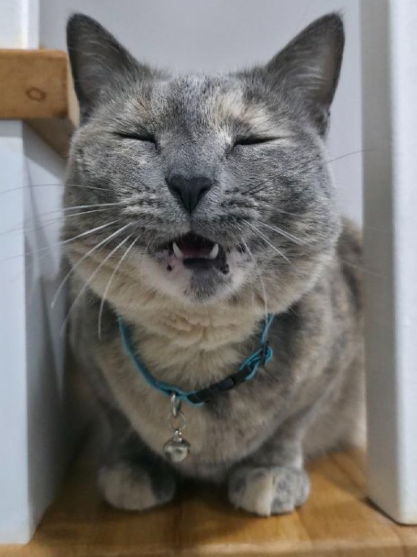 Just Elizabeth Cat tweet media
