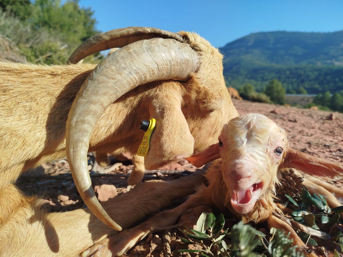 En un món ple d'incerteses, la vida crida per demanar el seu lloc.
Poques paraules es necessiten per expressar la voluntat de ser-hi!