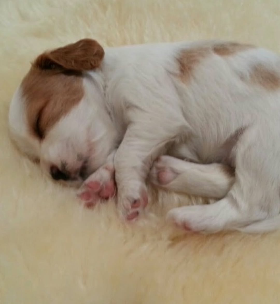 namchanhyung's tweet photo. BERRY BIRTHDAY IG POST 😭❤️‍🩹
"11 years ago i was born unto this cold unforgiving world, thrusted from the warm escape of my mothers womb. nevertheless i survived and found myself in the arms of a loving family who will continue to love me throughout the rest of my years. happy birthday to me WOOF less"