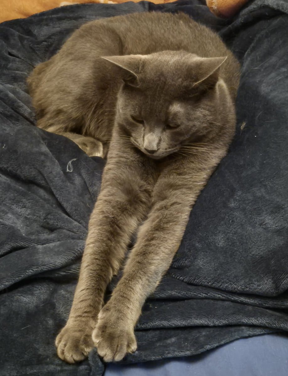 Bona nit a tothom.💤😴
Jo com l'Atila,manteta i relax