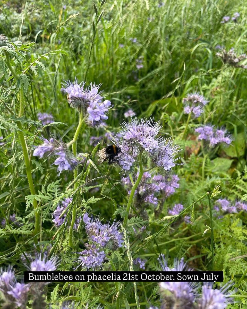 Cotswold Seeds tweet media