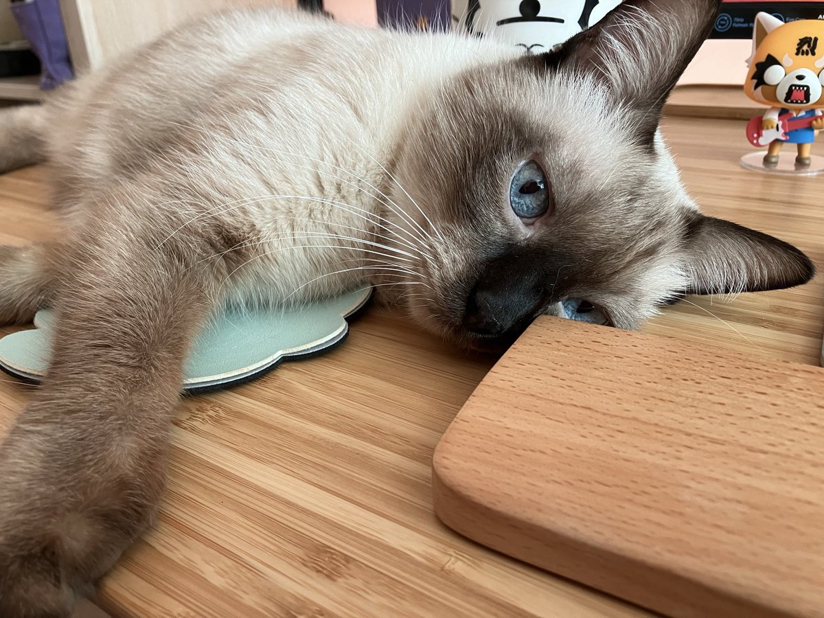 gorogoro: purr&roll! Nutrición 😸 y 🐶 tweet media