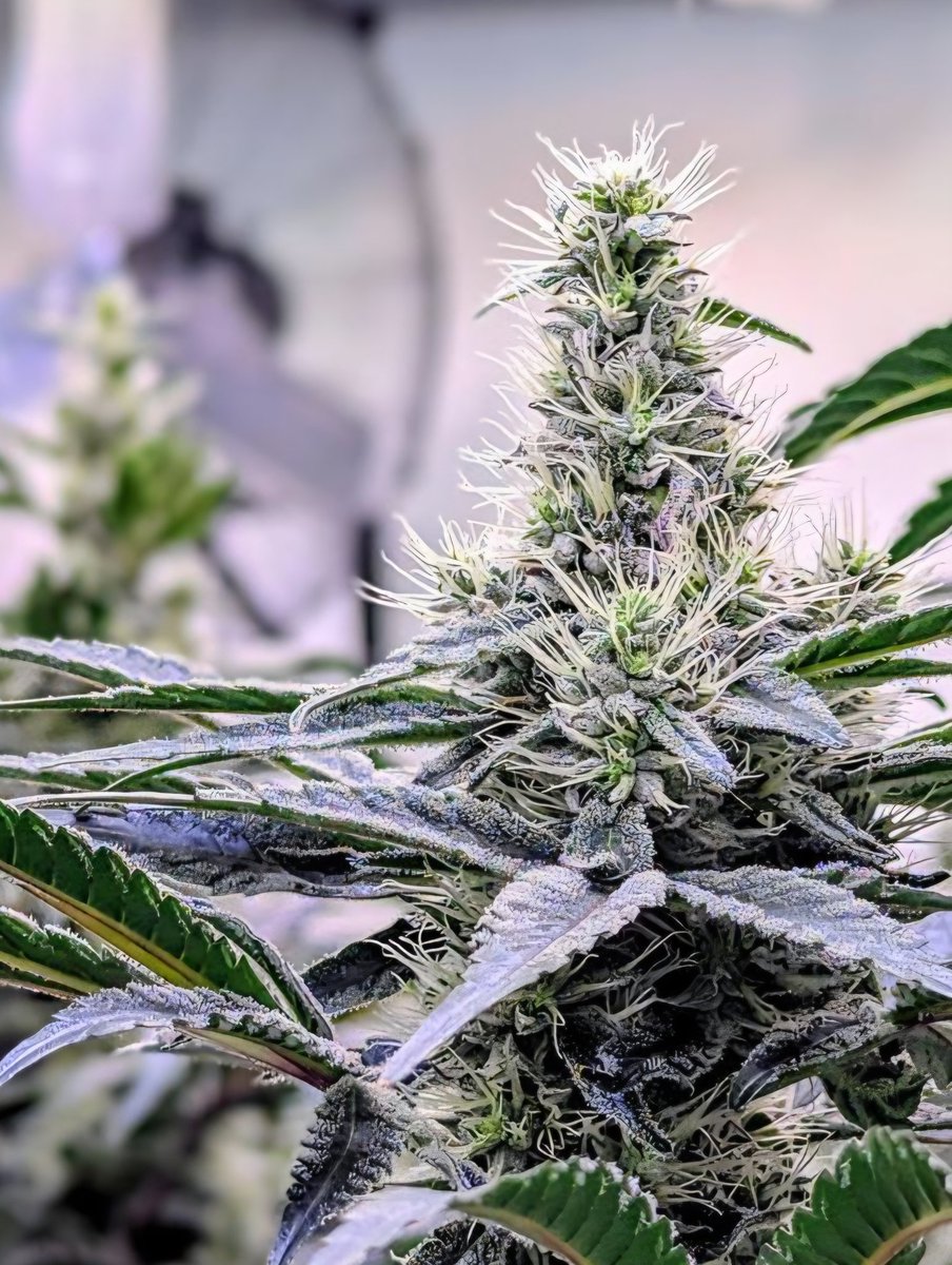 The Victoria Cannabis Company tweet media