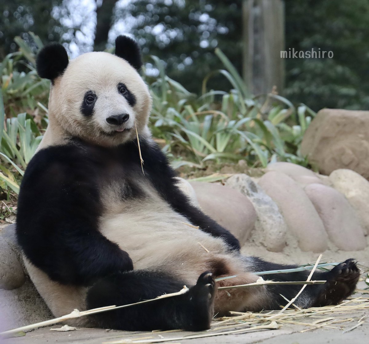 ぱんだLOVE♡LOVE (@1gbI1KL2VL44279) / Posts / X