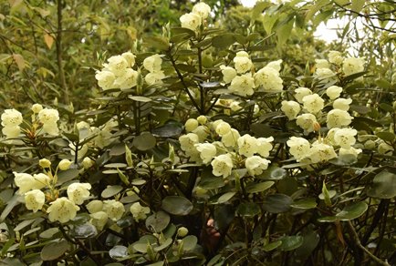 Phytotaxa's tweet photo. Rhododendron wumengense sp. nov. (#Ericaceae) from northeast Yunnan, #China
#taxonomy
https://t.co/z2Lz0G9PJV https://t.co/m7yAYWksja