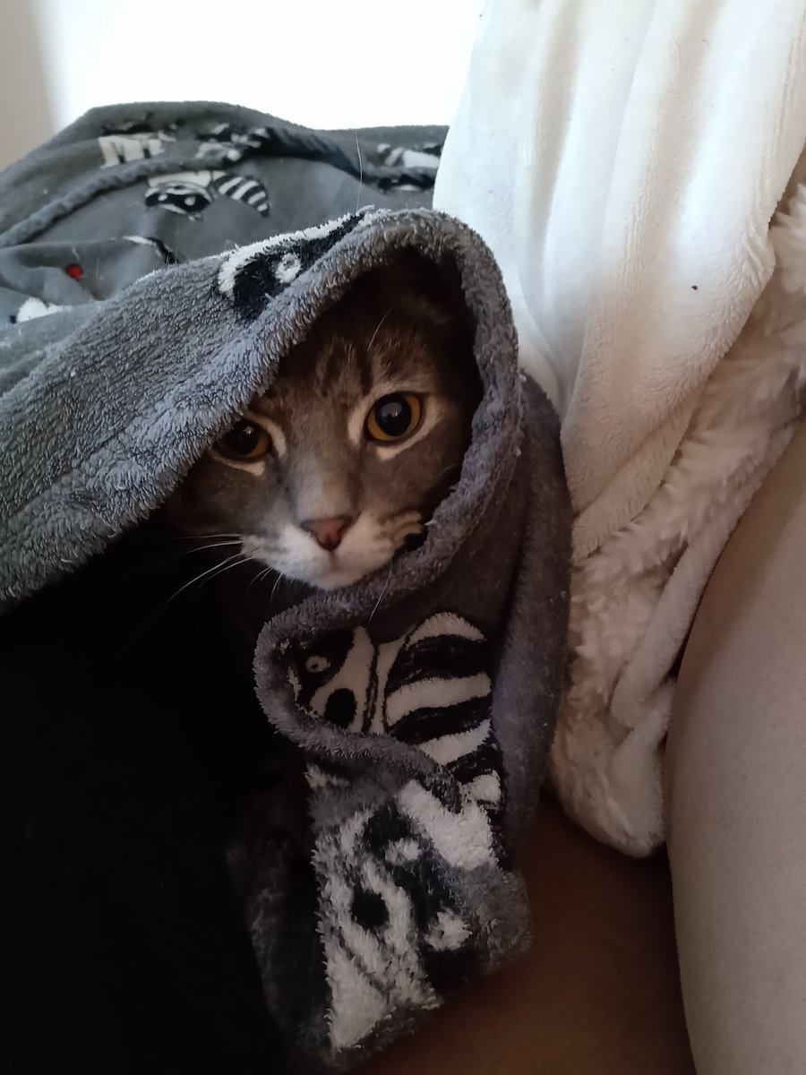 SarahCEParker's tweet photo. The cold has hit in full force! Looks like it's cozy up blanket season for all of us ЁЯШД#cutenessoverload #animalperson #blanketseason #catlover https://t.co/HK7JnHpVov